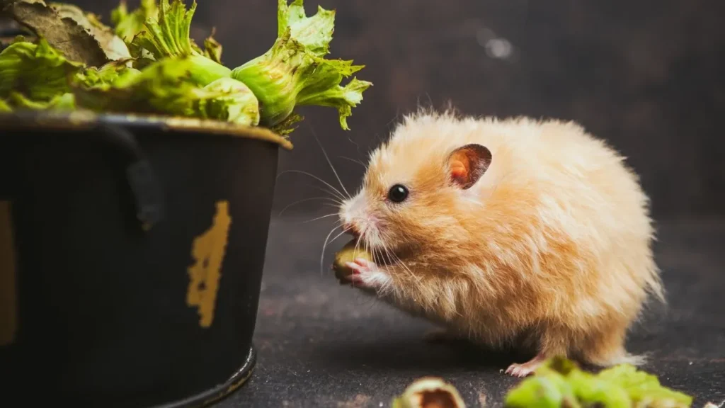 How To Care For A Hamster