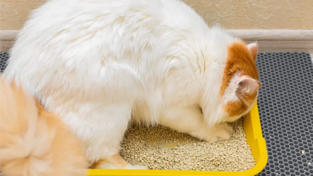 how often to change the cat litter