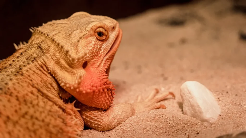 how do you care for a bearded dragon