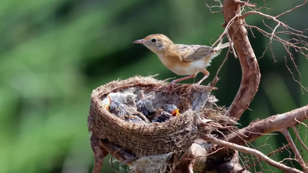 How to make bird nesting boxes