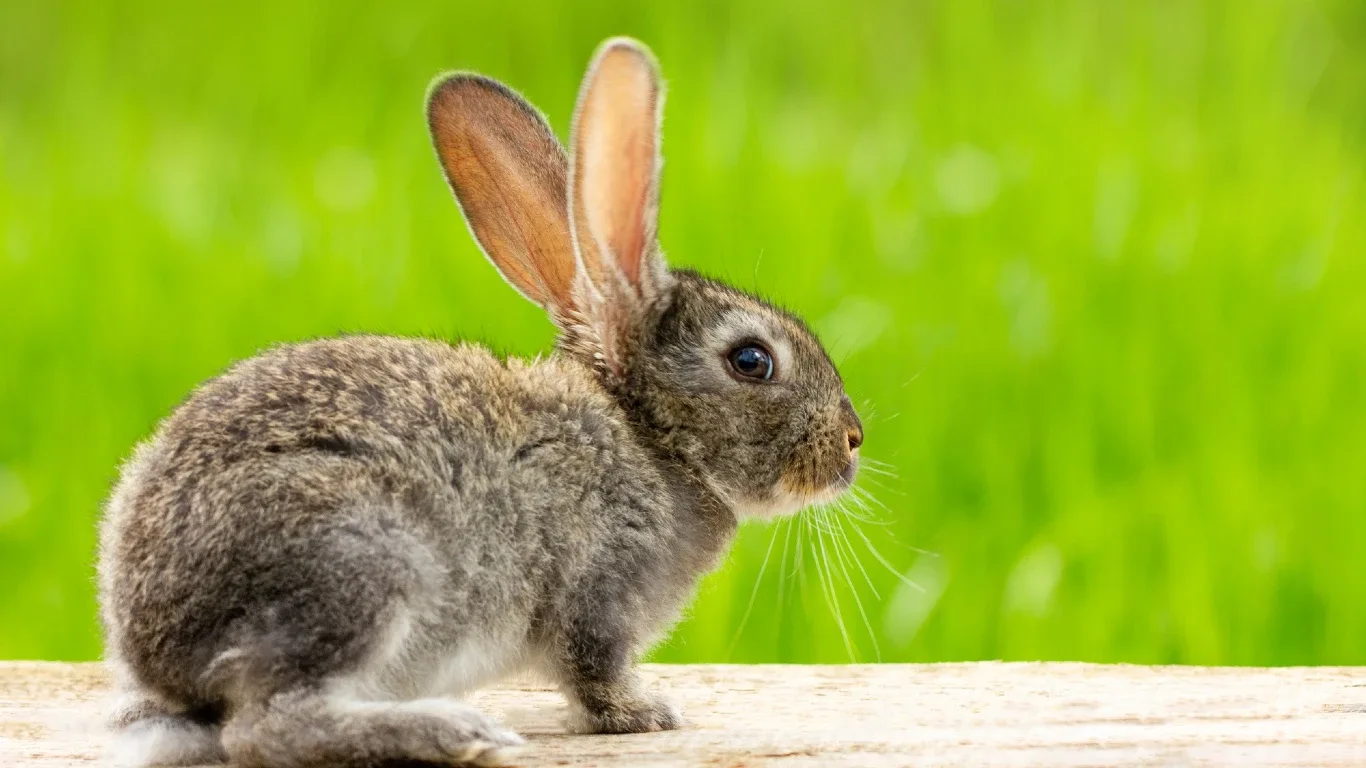 what bedding is best for rabbits