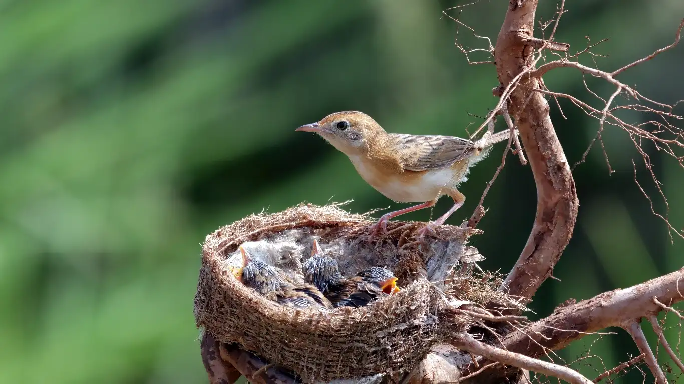 Coconut Fiber vs Traditional Nesting Materials