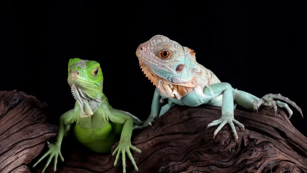 when to change reptile substrate